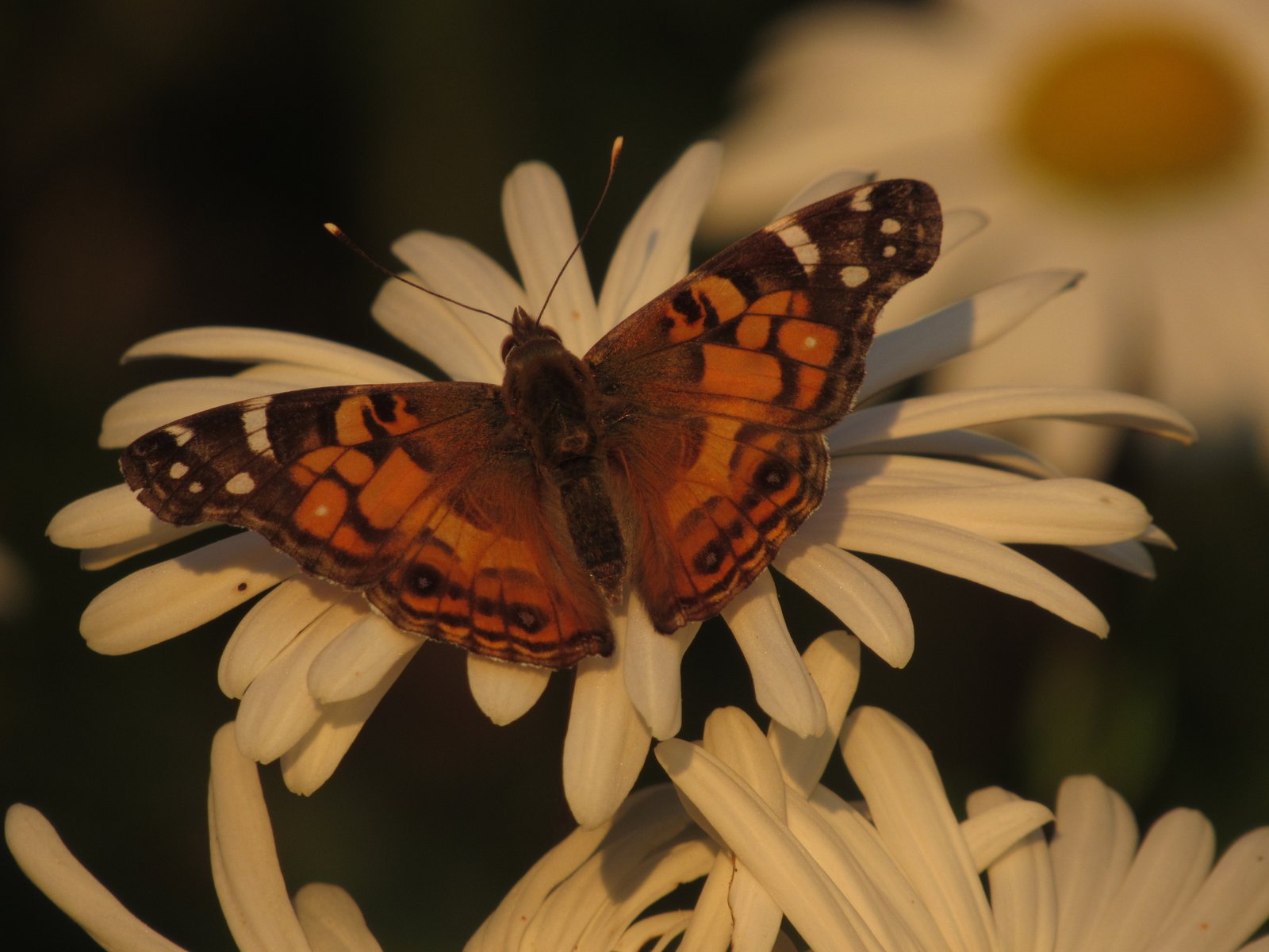 a picture of a butterfly on a flower