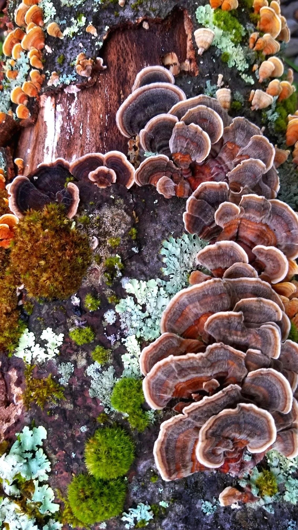 lichen