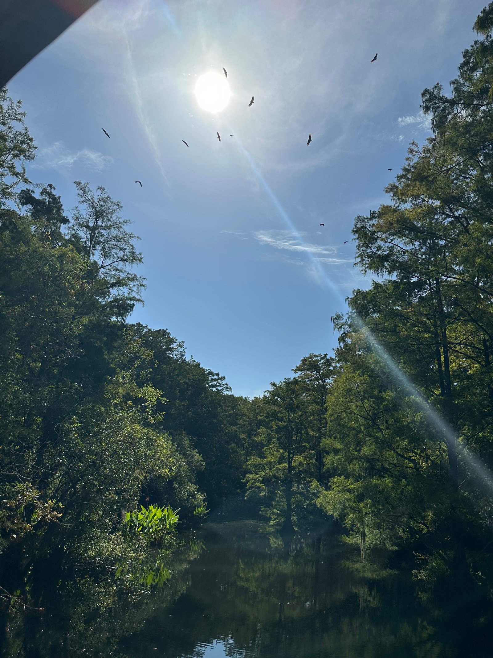 Everglades Circling Birds