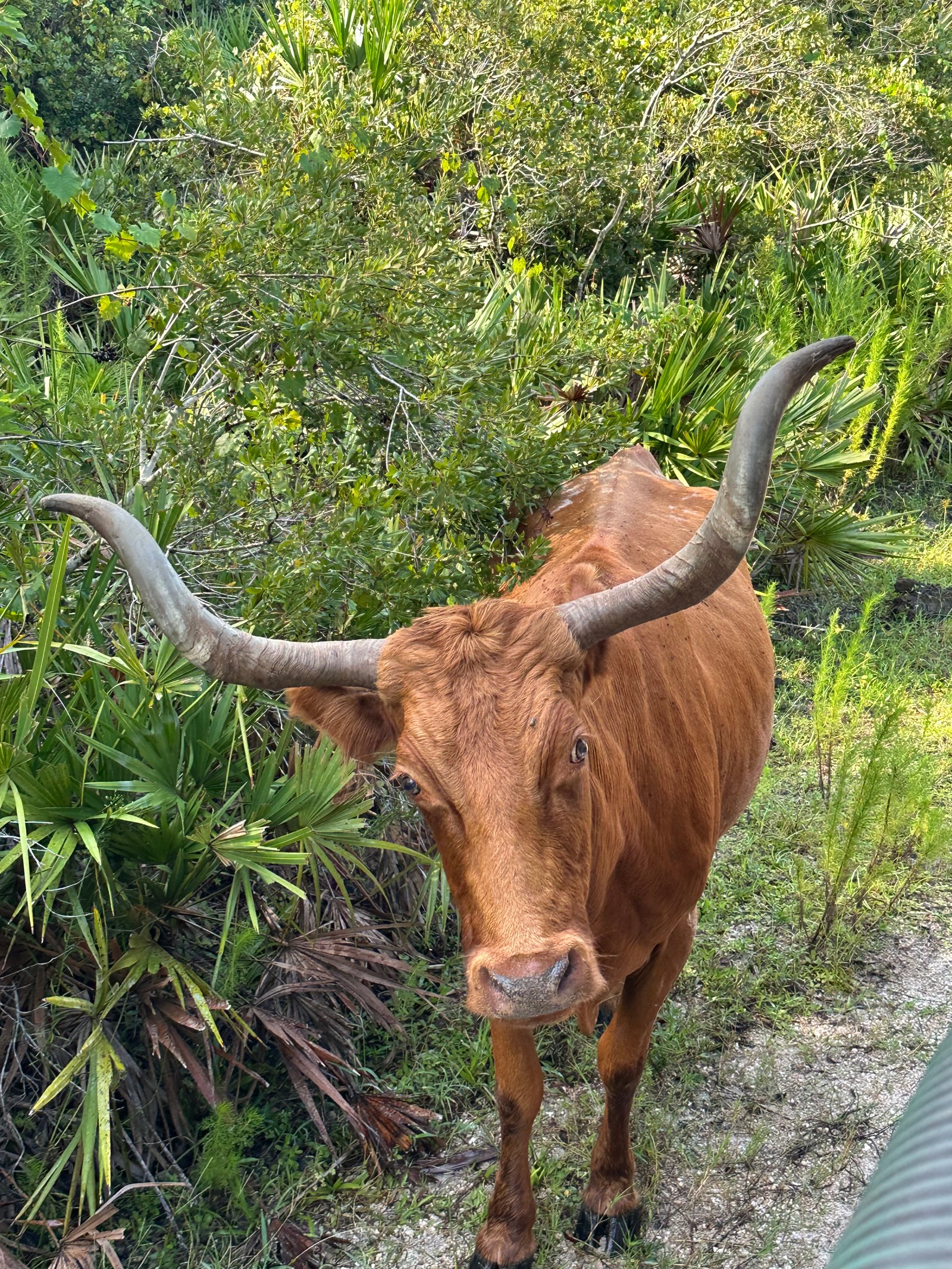Florida Cracker Cattle