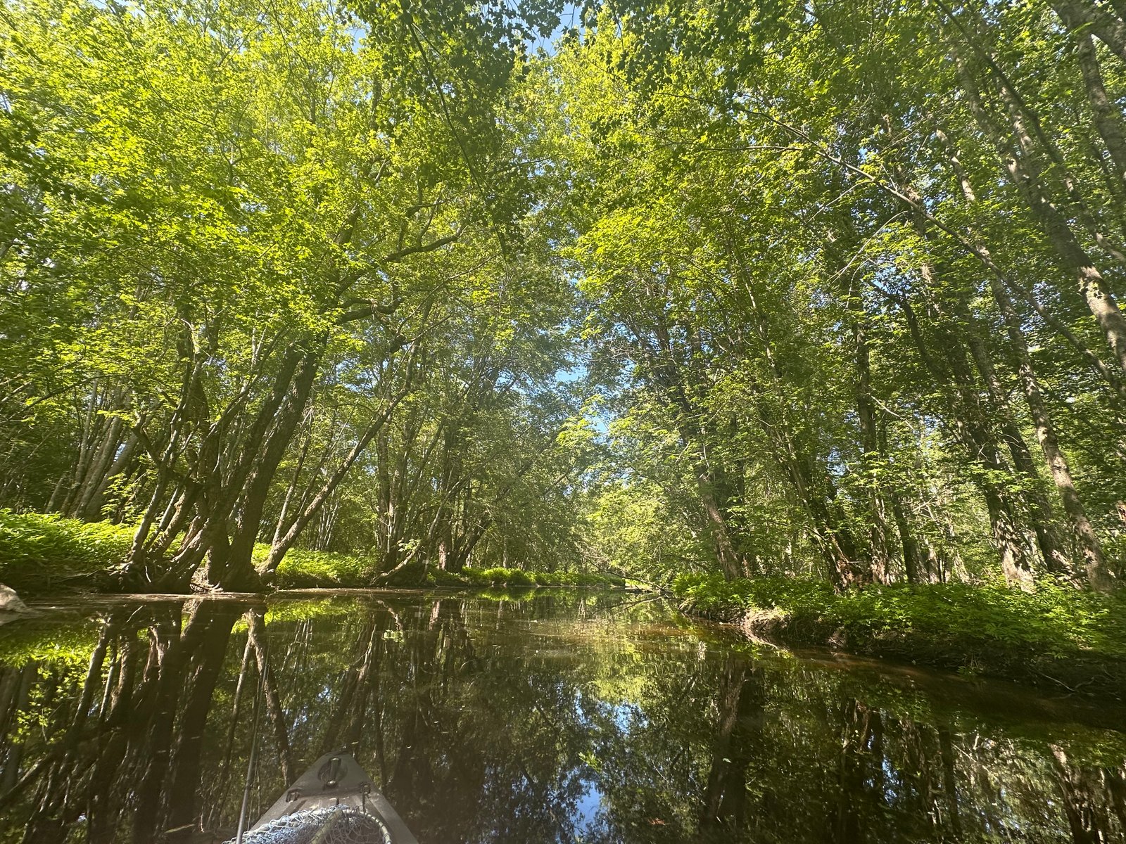 Kayaking On River under Tree Canopy