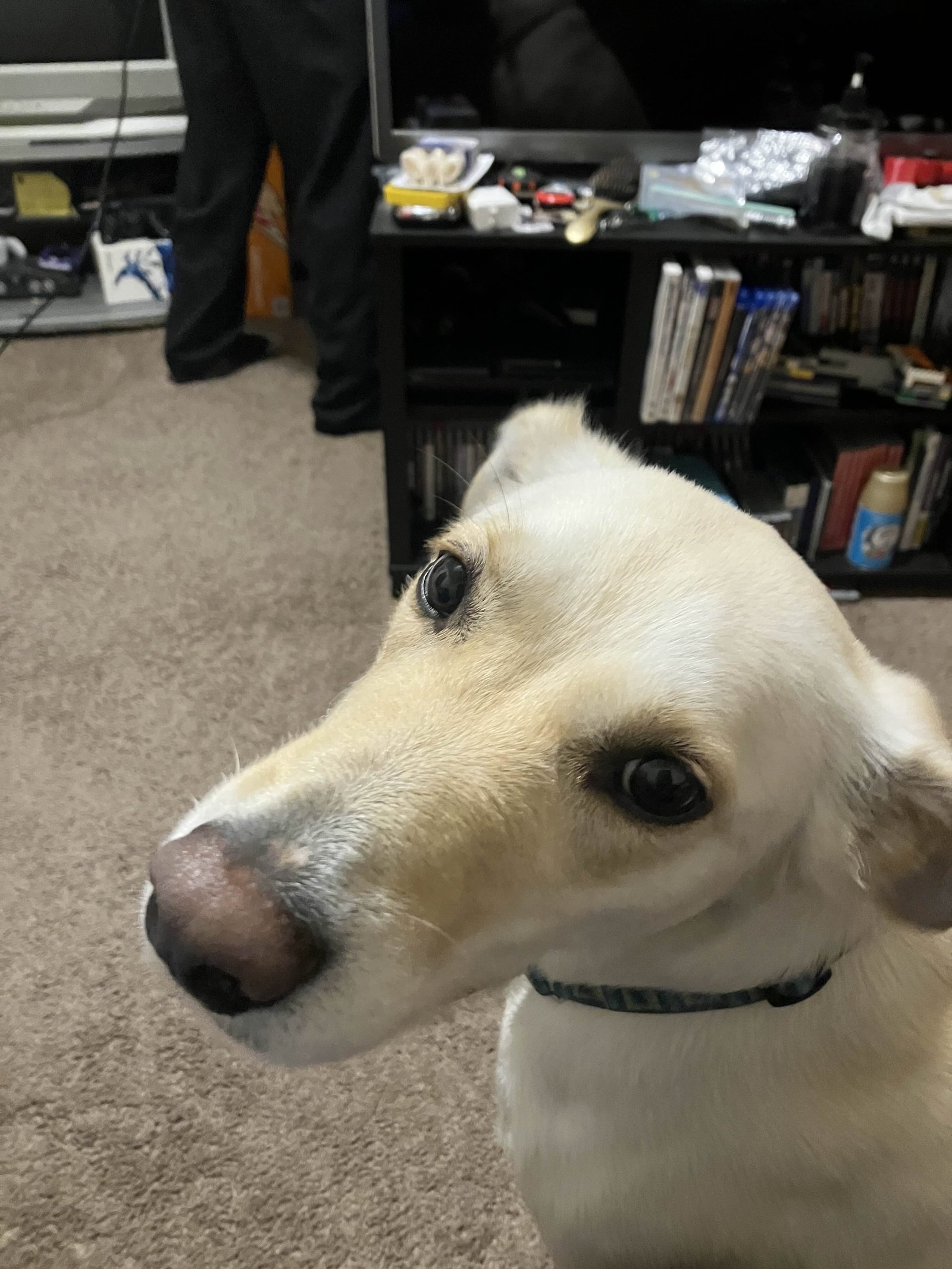 A picture of a yellow dog with short hair looking at the camera.