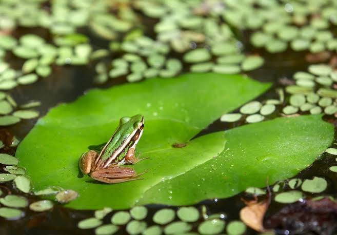 Frog Habitat
